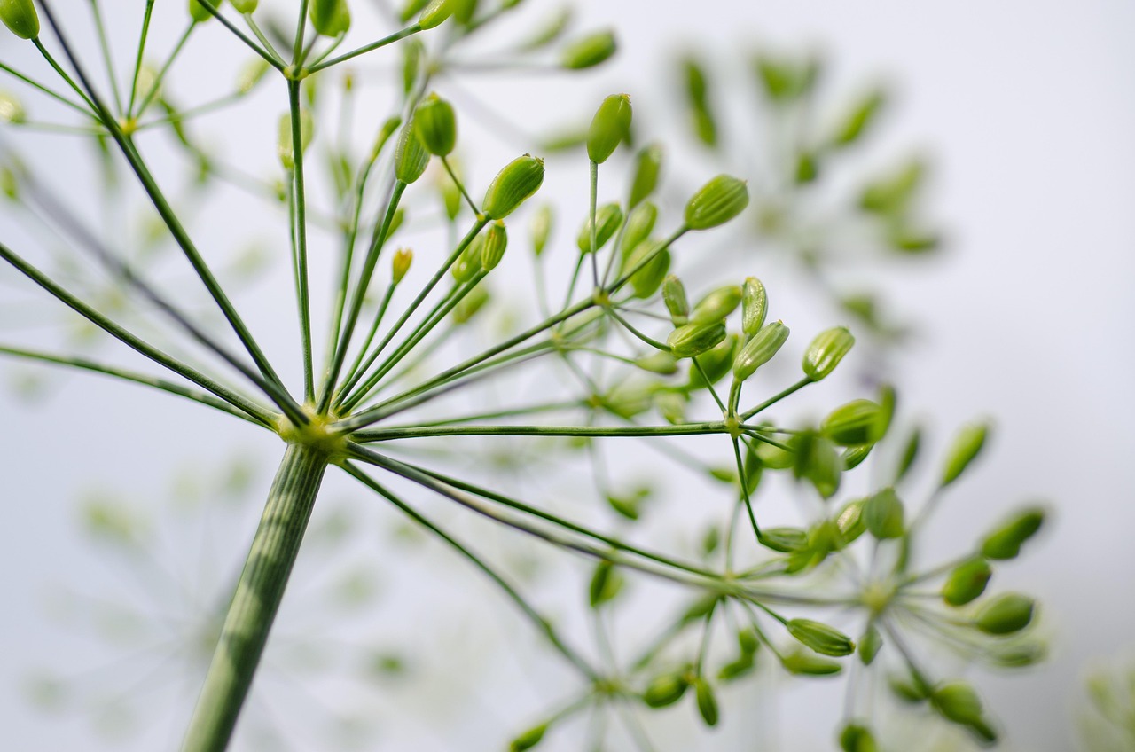 entdecken sie die vielfältigen vorteile von kräutern! erfahren sie, wie sie in der küche, für die gesundheit und zur aromatherapie verwendet werden können.