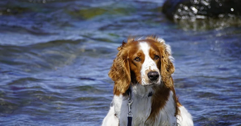 Welsh Springer Spaniel Züchter in Deutschland: warum die Suche mühsam ist