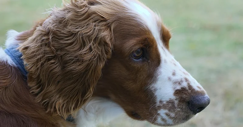 Welsh Springer Spaniel Charakter: warum « sanfter Rebell » kein Marketingspruch ist